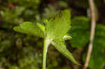 Sharplobe hepatica